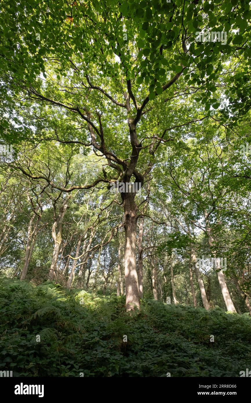 Green summer trees hi-res stock photography and images - Alamy