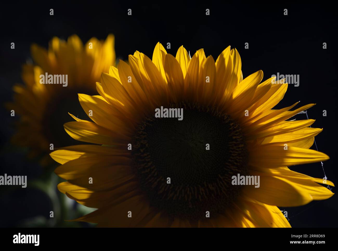 Bright yellow Sunflowers illuminated by artificial light at night, Worcestershire, England. Stock Photo