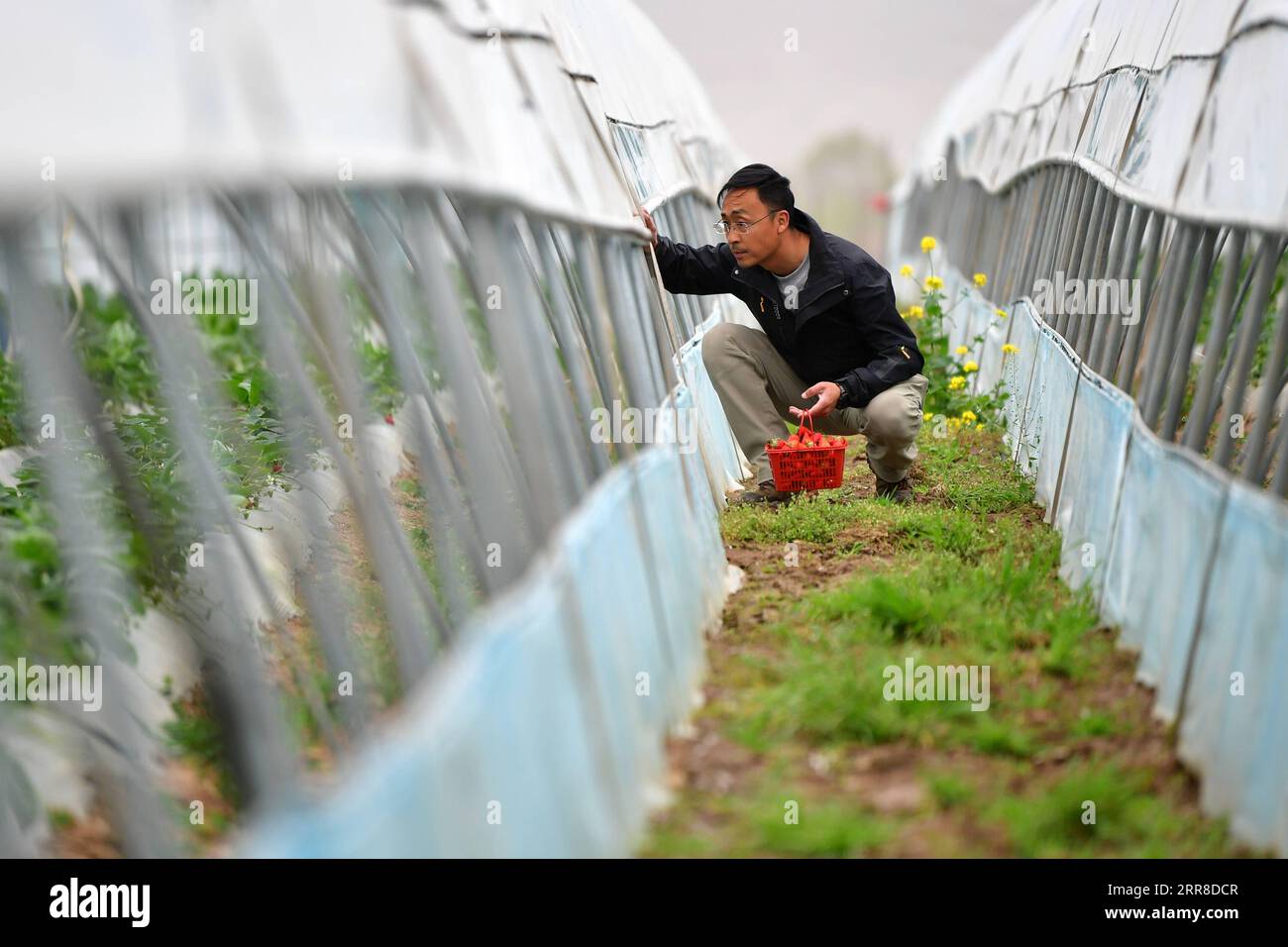 210503 -- TIANSHUI, May 3, 2021 -- Zhang Shuhao checks the growth of strawberries in Mudan Township, Tianshui City of northwest China s Gansu Province, on April 27, 2021. Zhang Shuhao, 42, quit his well-paid job three years ago to start an agriculture company with a few partners sharing the same vision at a mountainous village in Mudan Township, Tianshui City. In three years, Xinghuarong, Zhang s company, contracted 6,200 mu about 413 hectares of idle arable lands, where terraced fields, greenhouses, and a reservoir have been built to grow diverse produces ranging from traditional Chinese medi Stock Photo