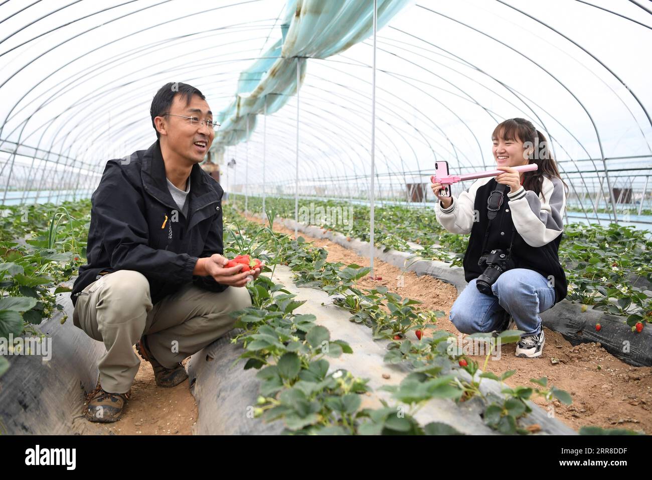 210503 -- TIANSHUI, May 3, 2021 -- Zhang Shuhao L promotes strawberries via on-line live streaming in a greenhouse in Mudan Township, Tianshui City of northwest China s Gansu Province, on April 27, 2021. Zhang Shuhao, 42, quit his well-paid job three years ago to start an agriculture company with a few partners sharing the same vision at a mountainous village in Mudan Township, Tianshui City. In three years, Xinghuarong, Zhang s company, contracted 6,200 mu about 413 hectares of idle arable lands, where terraced fields, greenhouses, and a reservoir have been built to grow diverse produces rang Stock Photo