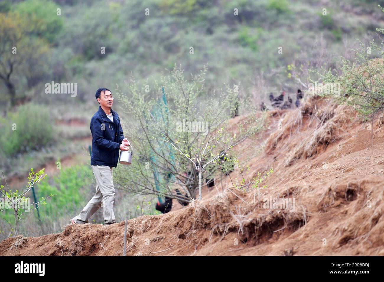 210503 -- TIANSHUI, May 3, 2021 -- Zhang Shuhao feeds fowls on the hill of Mudan Township, Tianshui City of northwest China s Gansu Province, on April 27, 2021. Zhang Shuhao, 42, quit his well-paid job three years ago to start an agriculture company with a few partners sharing the same vision at a mountainous village in Mudan Township, Tianshui City. In three years, Xinghuarong, Zhang s company, contracted 6,200 mu about 413 hectares of idle arable lands, where terraced fields, greenhouses, and a reservoir have been built to grow diverse produces ranging from traditional Chinese medicine mater Stock Photo