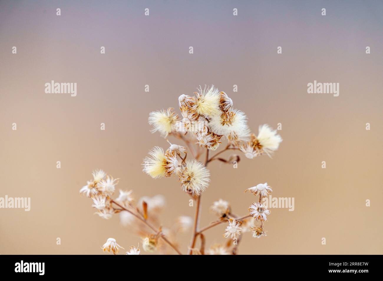 A set of delicate white flowers with creamy petals are illuminated against a soft, blurred background created by a bright, sunny day Stock Photo