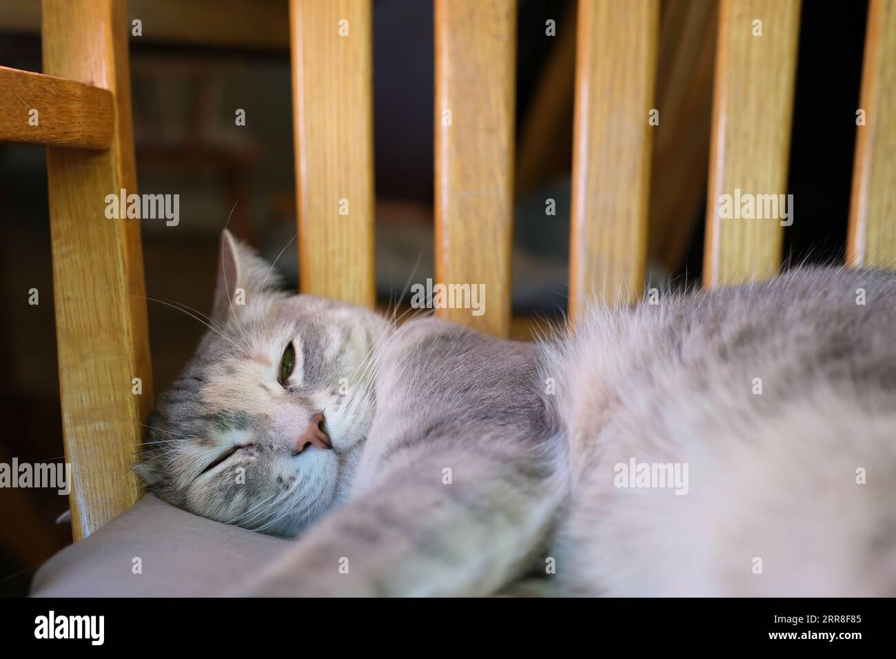 Cat sleeps on the table in the bar. High quality photo Stock Photo