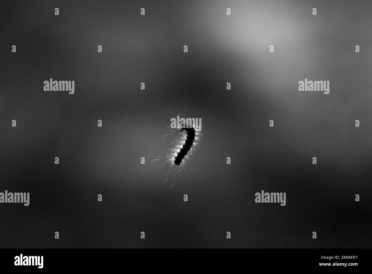This stock photo features a caterpillar on a black and white background ...