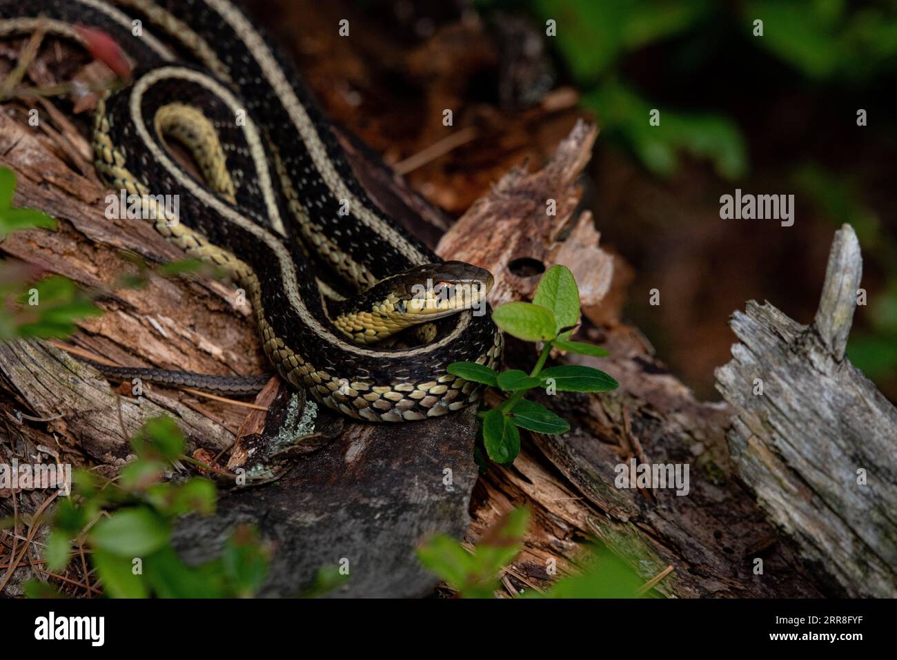 A close-up shot of a snake coiling around a tree branch, its mouth full of foliage Stock Photo