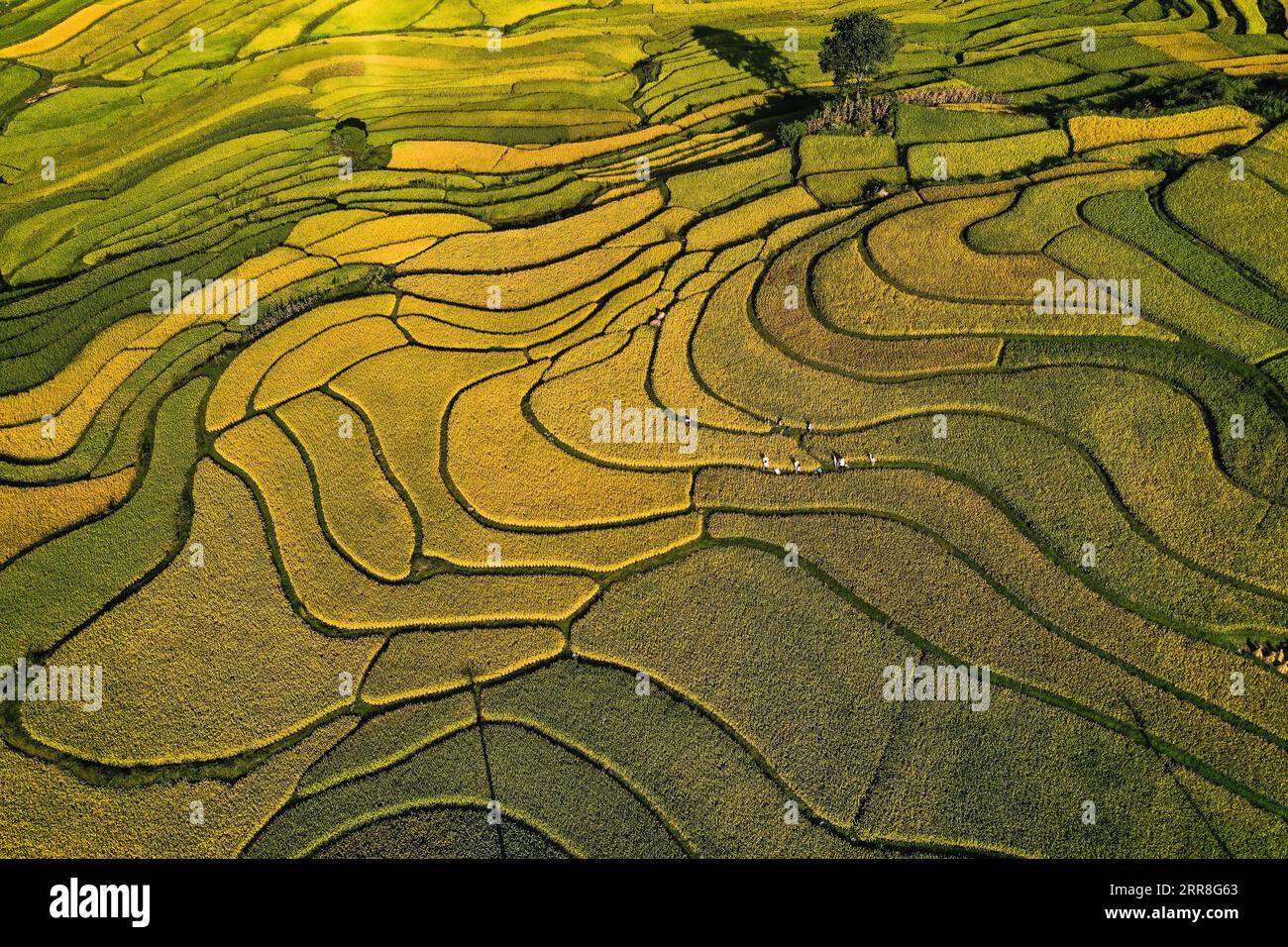 Guiding. 6th Sep, 2023. This aerial photo taken on Sept. 6, 2023 shows Lali terraced fields in Yanshan Township of Guiding County, southwest China's Guizhou Province. Credit: Yang Wenbin/Xinhua/Alamy Live News Stock Photo