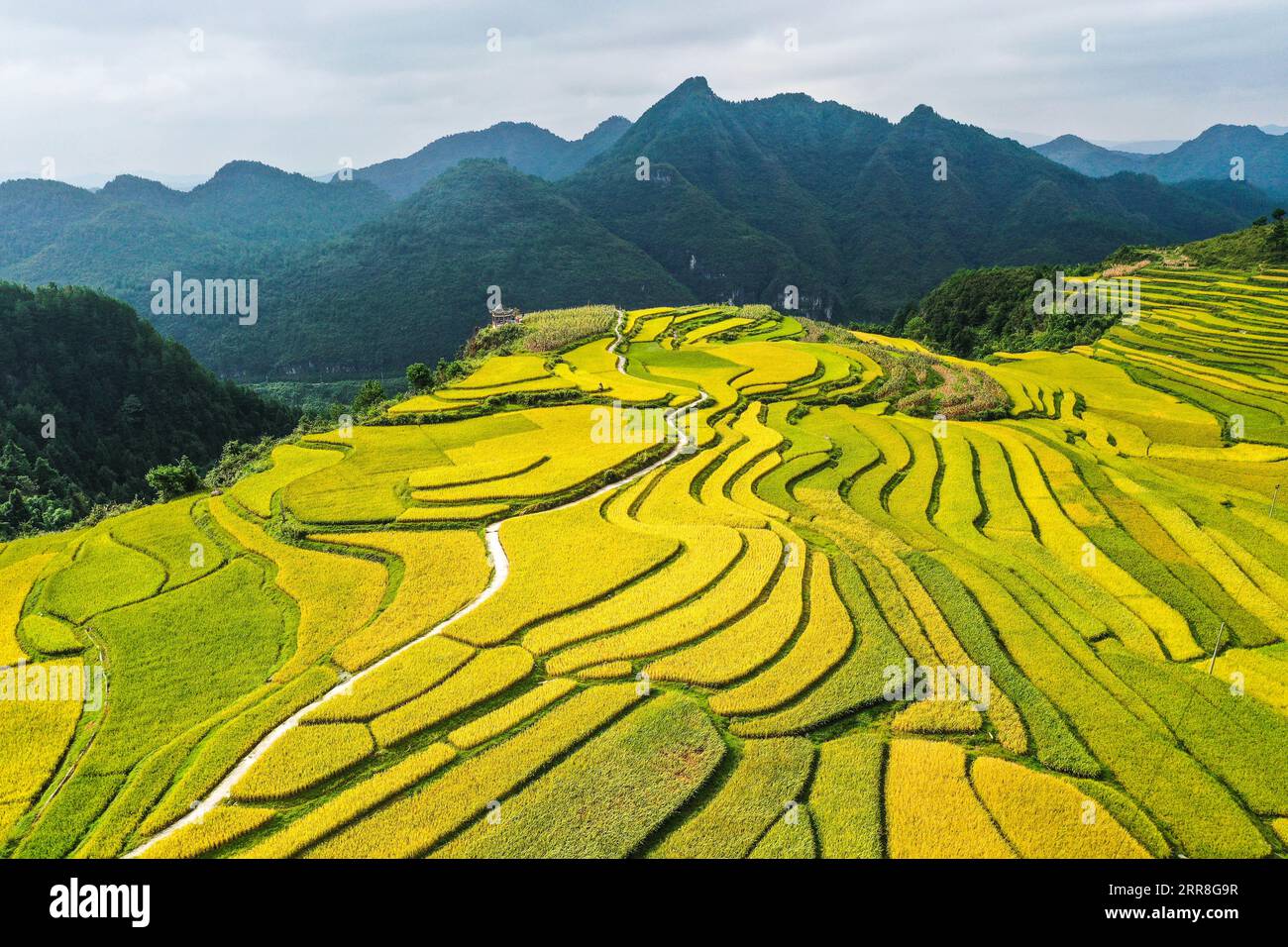 Guiding. 7th Sep, 2023. This aerial photo taken on Sept. 7, 2023 shows Lali terraced fields in Yanshan Township of Guiding County, southwest China's Guizhou Province. Credit: Yang Wenbin/Xinhua/Alamy Live News Stock Photo