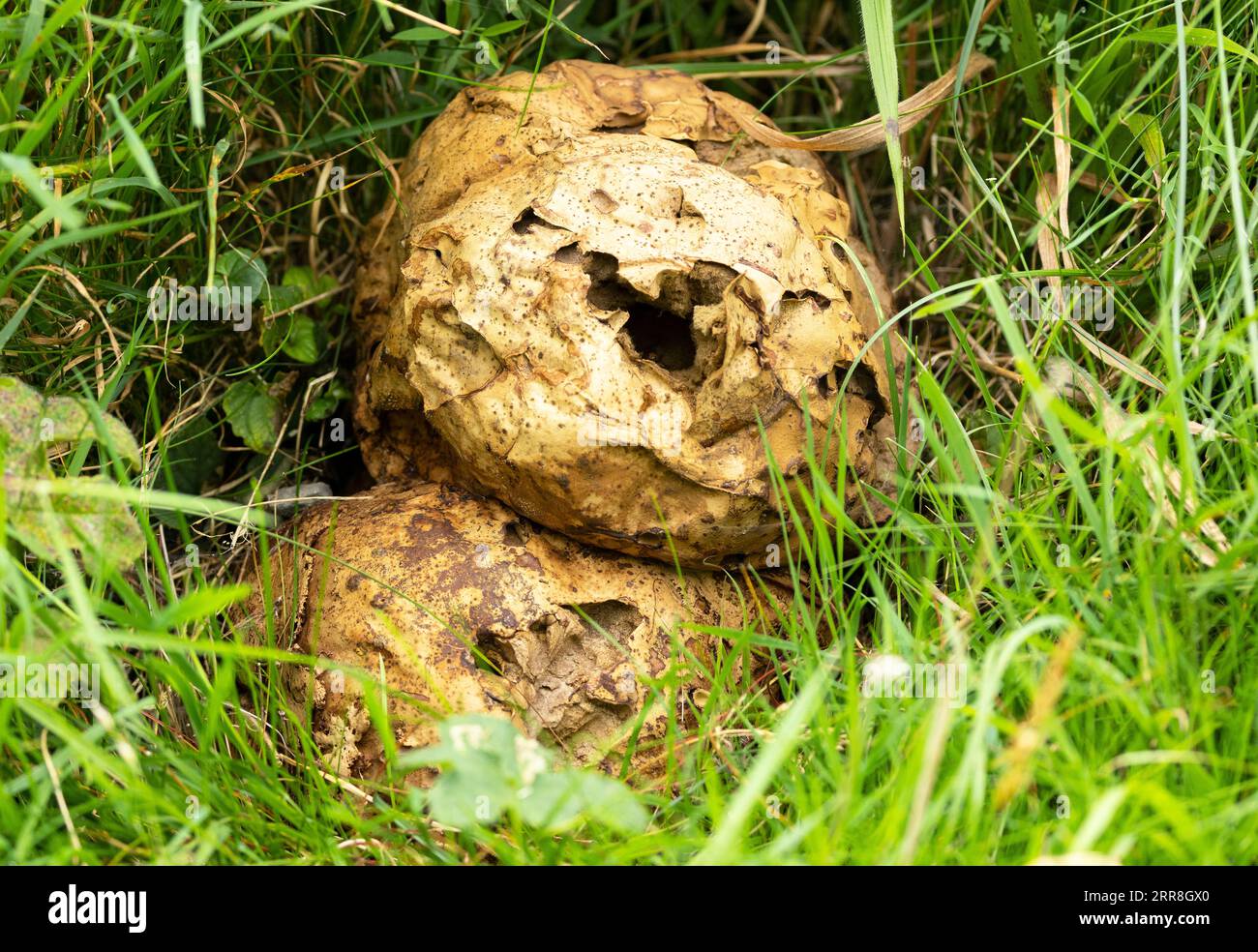 When it matures and is ready to disperse spores in vast quantities, the Giant Puffball turns brown and cracks open releasing the windblown spores. Stock Photo