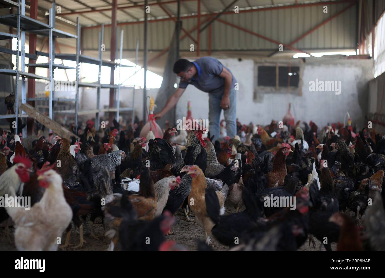 Chickens following man hi-res stock photography and images - Alamy