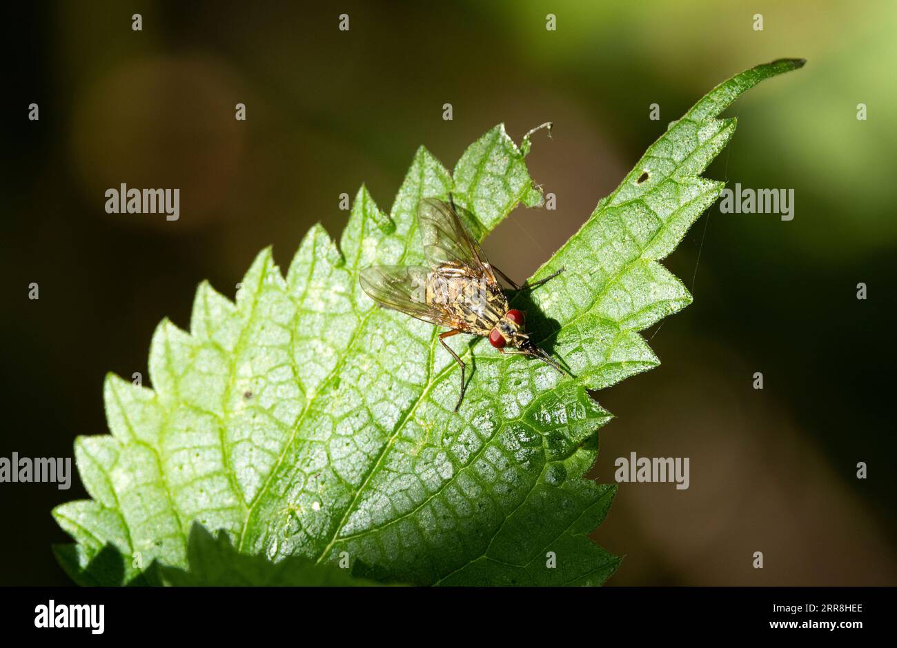 The red-eyed Tachinid Fly is a parasitic fly usually found around waterside vegetation. Their larvae parasitise noctuid caterpillars. Stock Photo