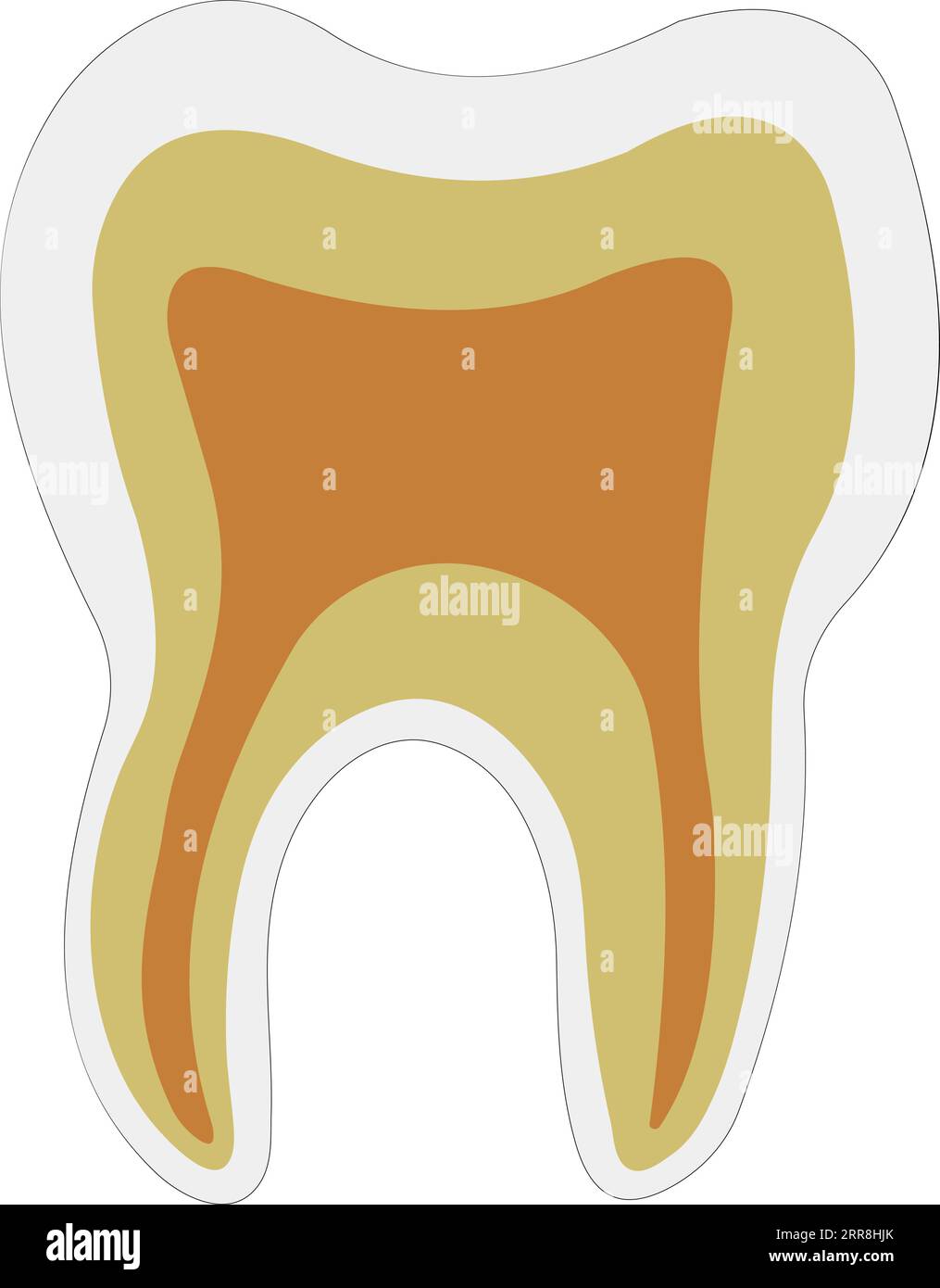 anatomical shape tooth dentin enamel pulp Stock Vector