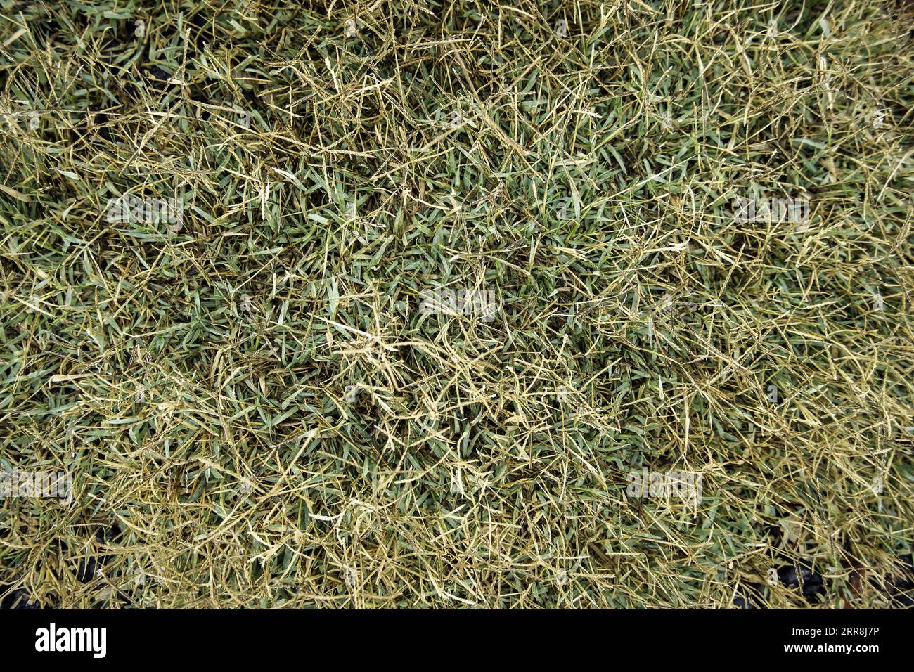 Detail of fresh grass on a field to play sports Stock Photo
