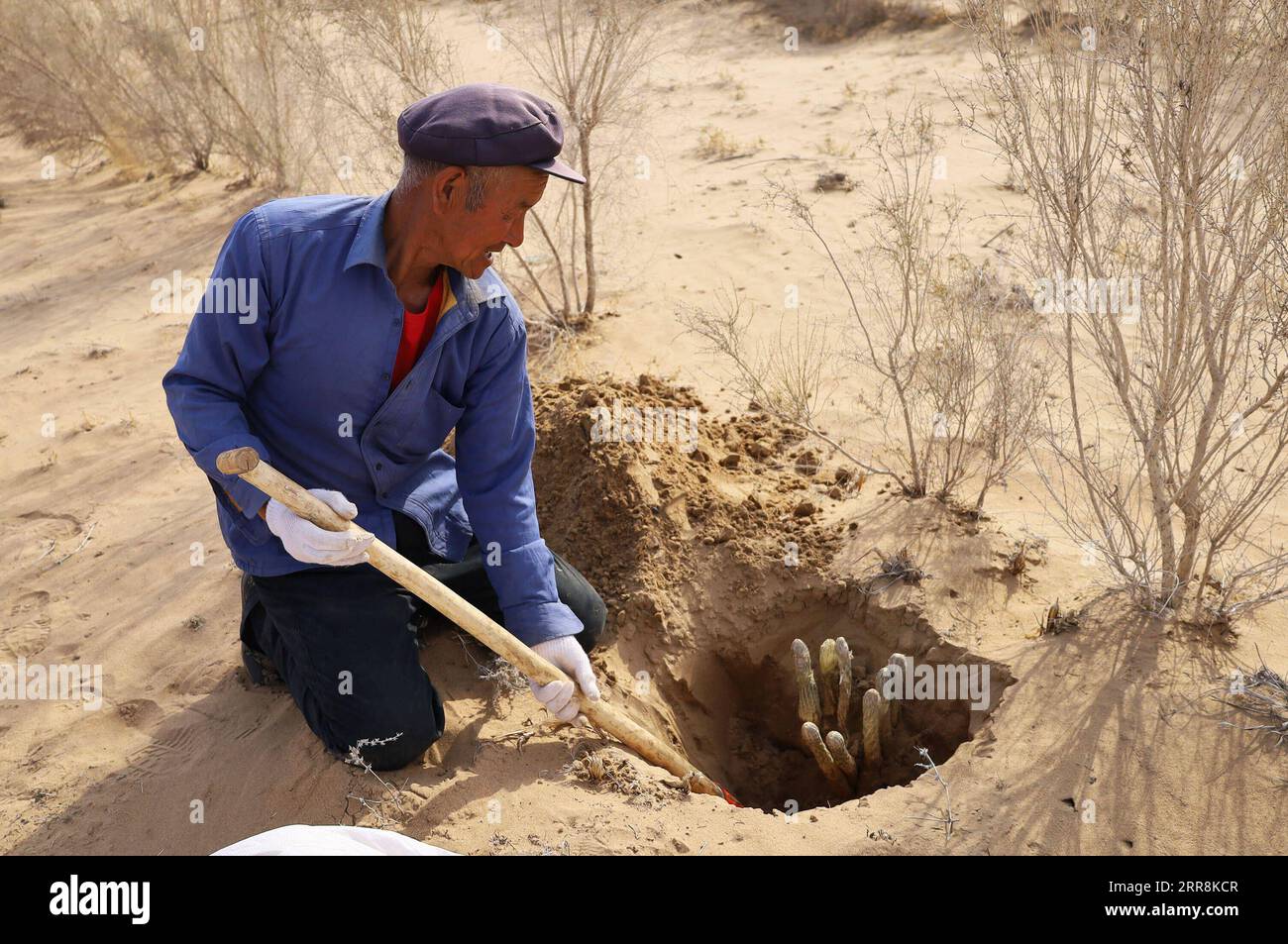 210511 -- HOHHOT, May 11, 2021 -- A farmer harvests cistanche in Bayannur City, north China s Inner Mongolia Autonomous Region, May 8, 2021. Abundant rainfall has brought a good harvest of cistanche, a sand-control plant widely grown on the edge of the Ulan Buh Desert, the eighth-largest in China. Cistanche, dubbed desert ginseng, is a commonly used herb in Chinese medicine prescriptions for its ability to boost immunity. With the role of biological nitrogen fixation and sand control, the plant has grown well with plenty of sunshine and the large temperature difference between night and day in Stock Photo