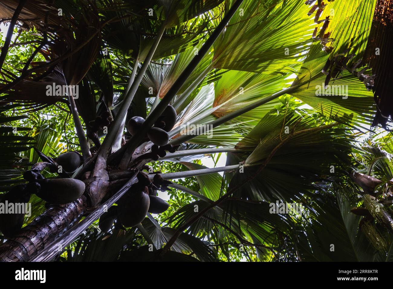 Coco de mer fruits, Lodoicea palm tree. Vallee de Mai, Praslin island, Seychelles Stock Photo