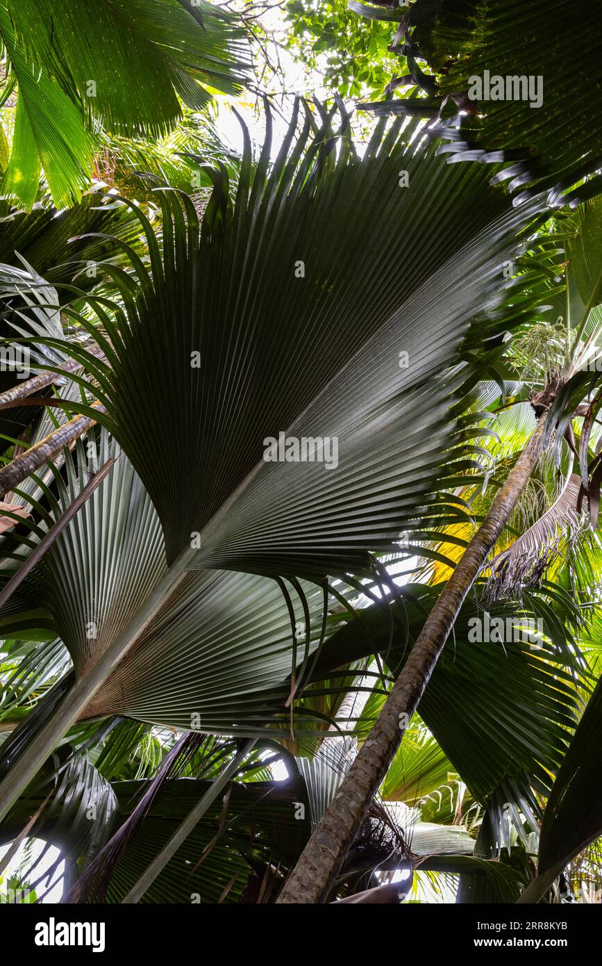Leaves of Coco de mer palm tree, Lodoicea. Vallee de Mai, Praslin island, Seychelles Stock Photo