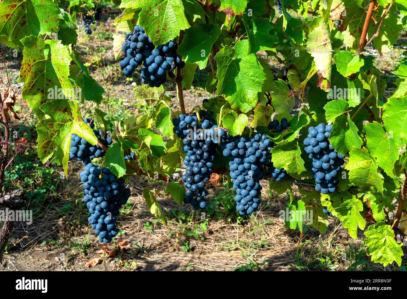 Chateaugay vineyard, AOC Côtes-d'Auvergne. Puy de Dome department. Auvergne Rhone Alpes. France Stock Photo
