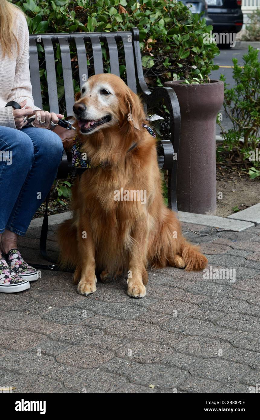 A young woman sits on a park bench with her Golden retriever dog Stock ...
