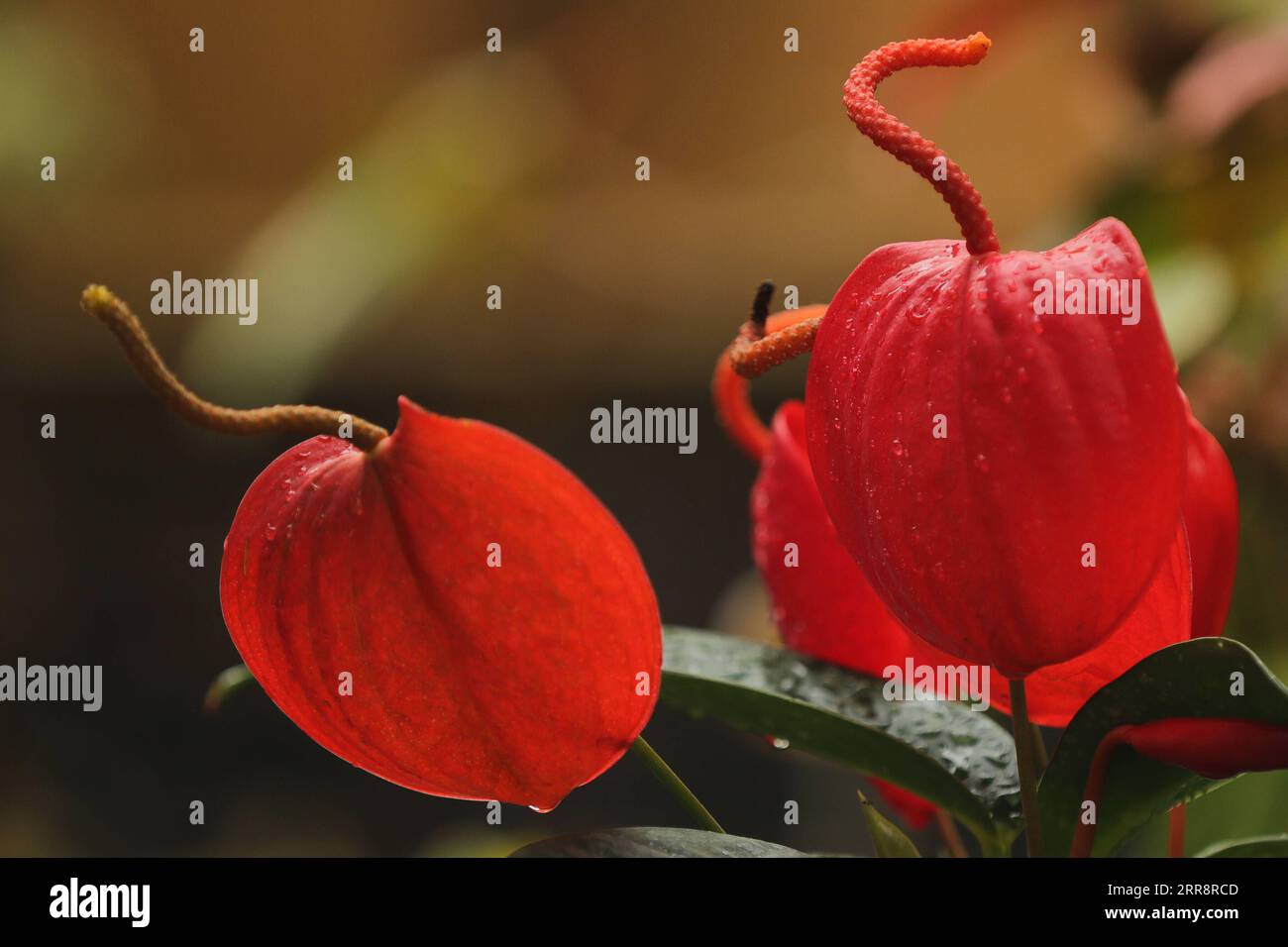 Two anthurium hi-res stock photography and images - Alamy