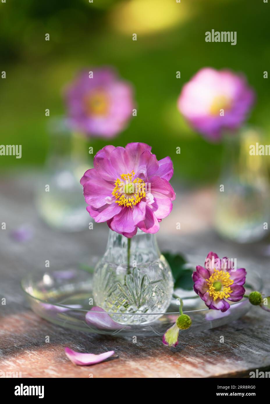 Beautiful pink purple double flower of anemone japonica  in a mini glass vase. (Anemone Hupehbensis). Garden decor idea concept. Copy space. Stock Photo