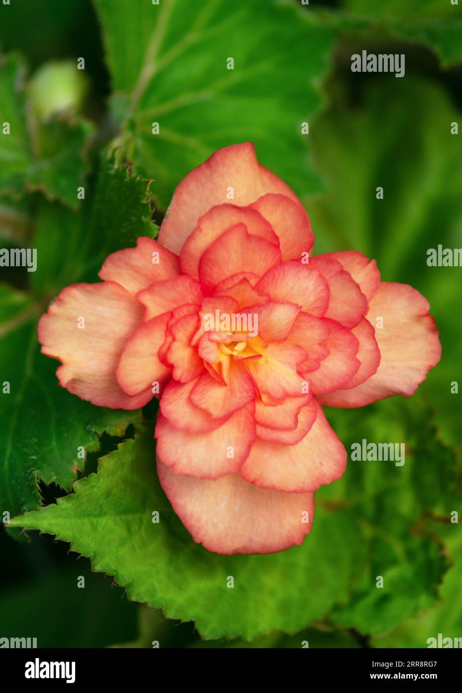 Beautiful large double  begonia flowers blooming in the cottage garden. Floriculture, gardening or landscape design concept. Selective focus. Stock Photo