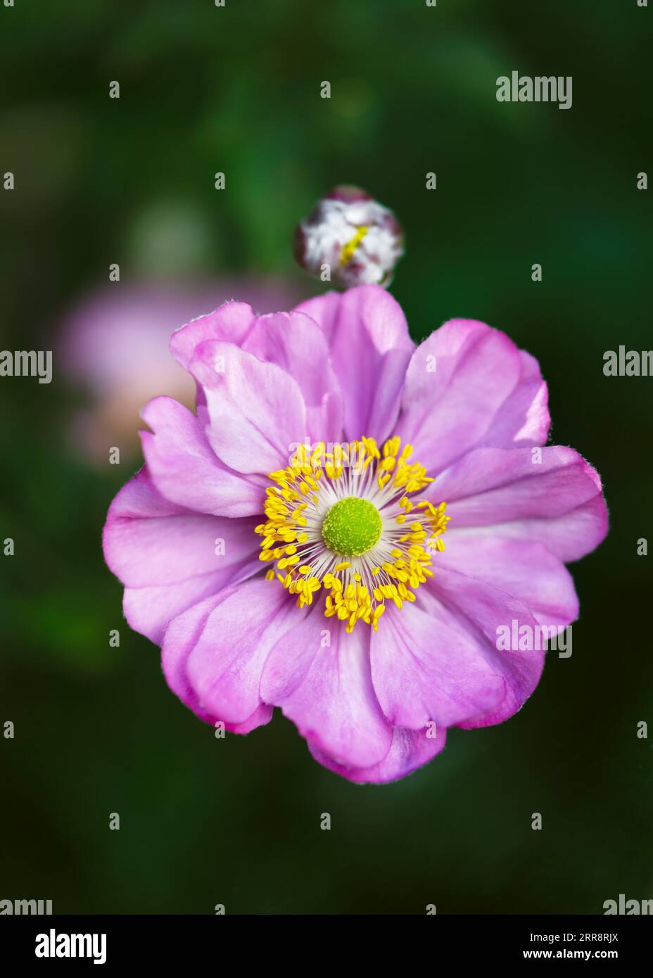 Top view of beutiful pink purple double flower of anemone japonica on blurred background. (Anemone Hupehensis) Selective focus. Stock Photo