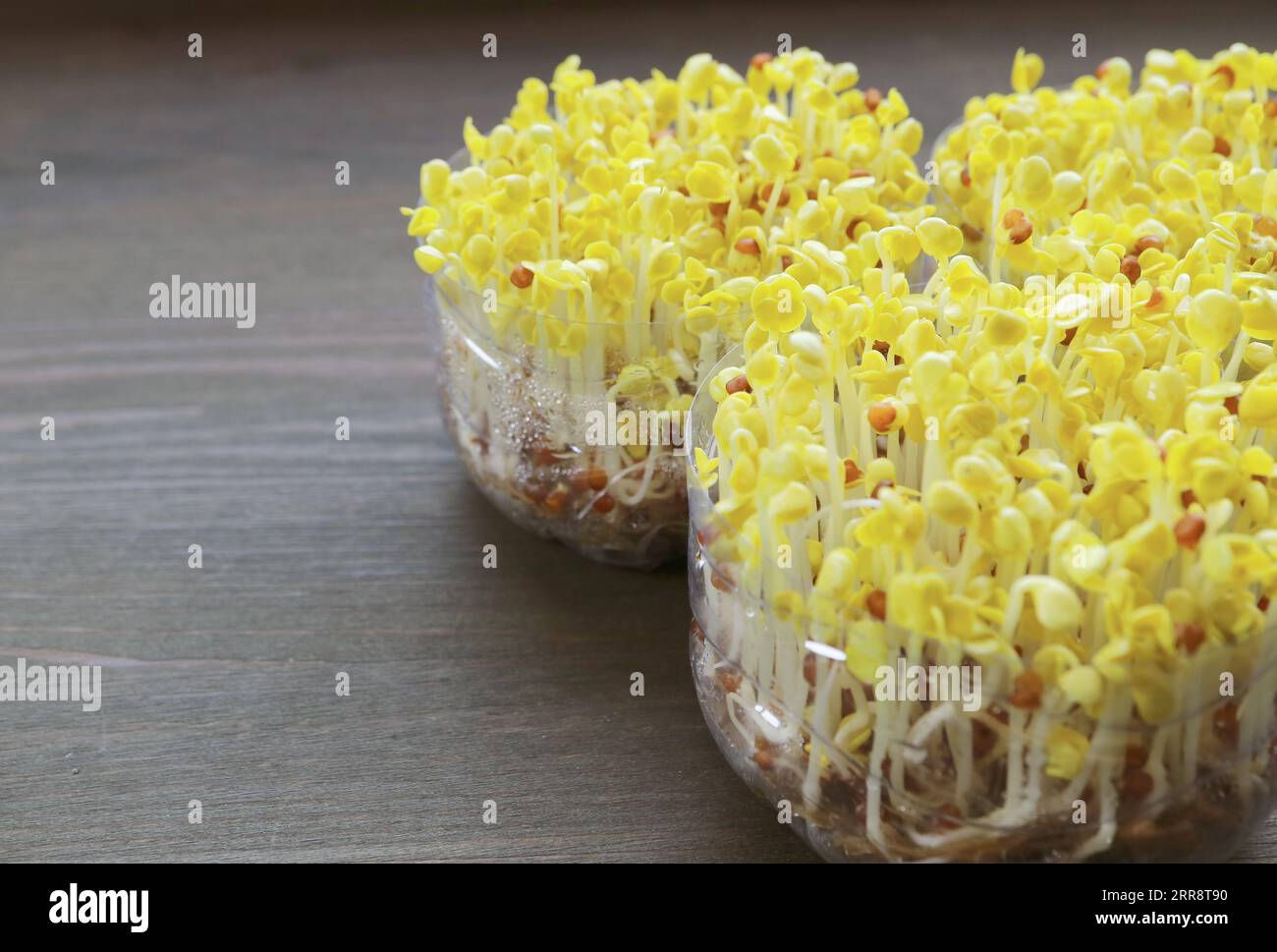 Hydroponic Daikon Sprouts or Daikon Kaiware after Uncovered and Exposed ...