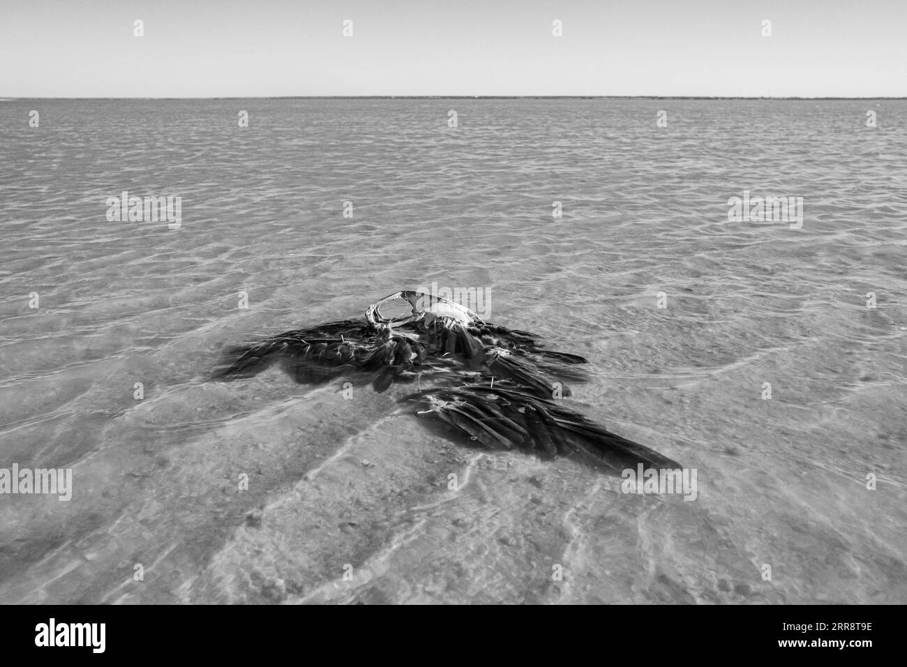 Feathers and bones of a dead bird in the water in the shallow sea