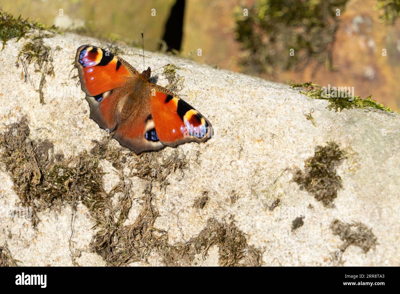 Peacock Butterfly resting on a a garden wall Stock Photo - Alamy