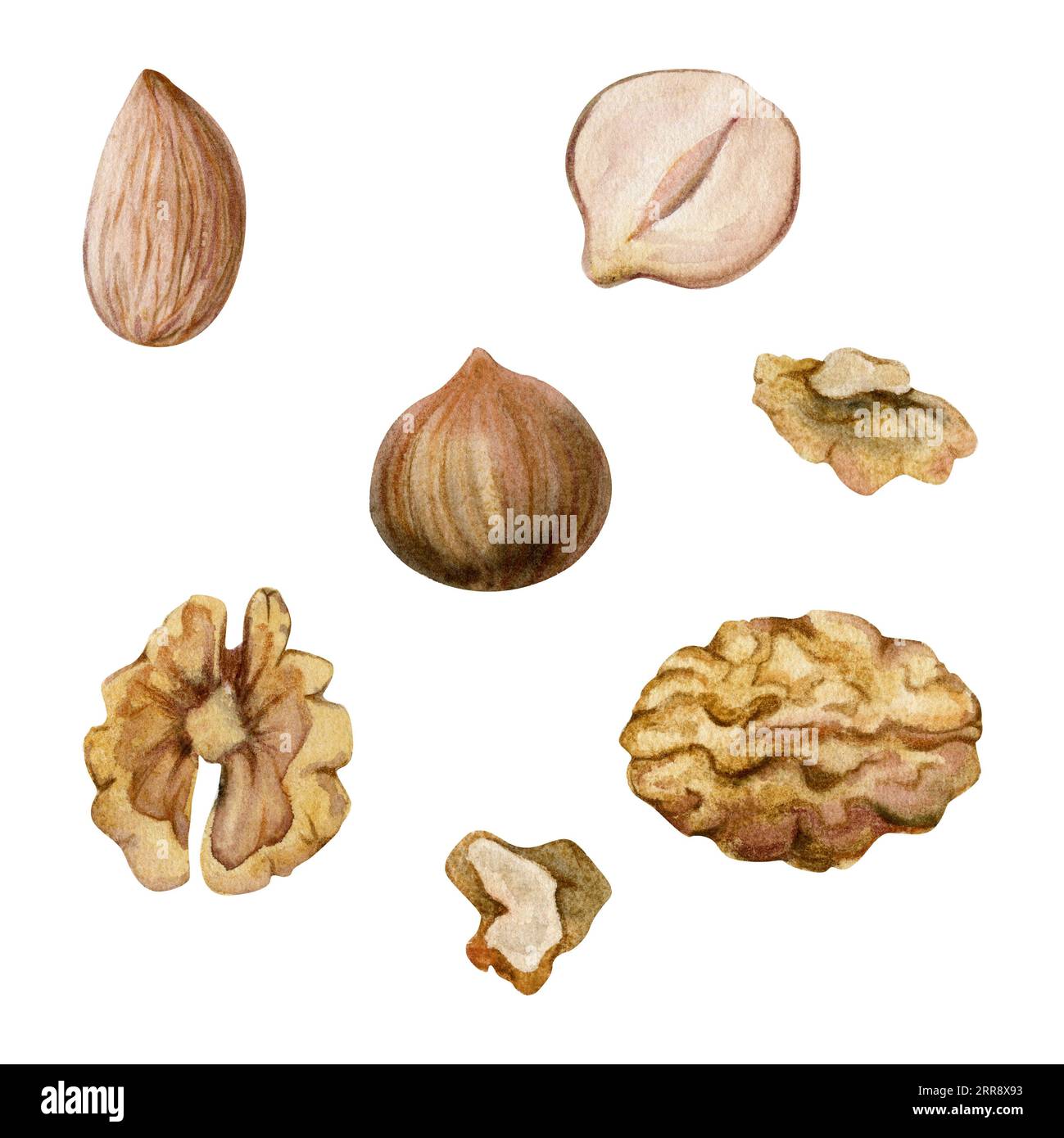 Hand drawn watercolor nuts, full, halved walnut almond hazelnut diet
