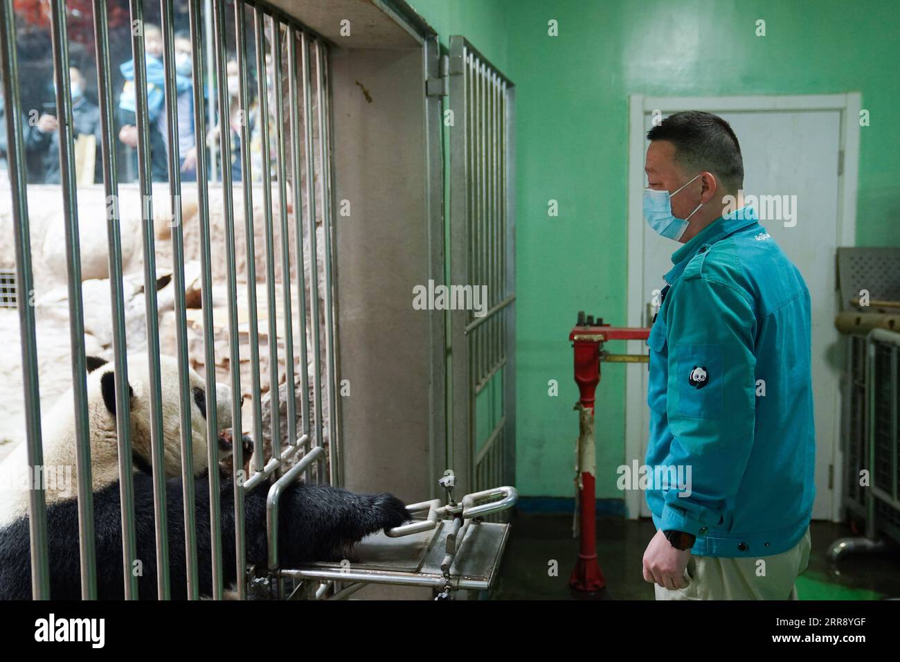 210521 -- BEIJING, May 21, 2021 -- Ma Tao observes giant panda Meng Er at the giant panda pavilion of Beijing Zoo in Beijing, capital of China, April 21, 2021. Ma Tao, 51 years old, breeder of the giant panda pavilion of Beijing Zoo, has been a feeder of giant pandas for 32 years. Every day, before working, Ma observes the condition of giant pandas and adjusts food recipe for them. Over the past years, Ma has fed about 20 giant pandas, with whom he also developed deep emotions. Nowadays he can quickly judge the health condition of the animal with methods he explored and concluded. He also teac Stock Photo