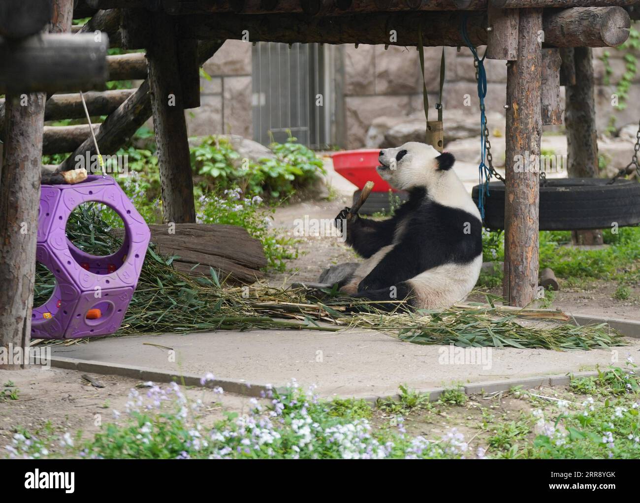 210521 -- BEIJING, May 21, 2021 -- Giant panda Meng Meng eats at the giant panda pavilion of Beijing Zoo in Beijing, capital of China, April 21, 2021. Ma Tao, 51 years old, breeder of the giant panda pavilion of Beijing Zoo, has been a feeder of giant pandas for 32 years. Every day, before working, Ma observes the condition of giant pandas and adjusts food recipe for them. Over the past years, Ma has fed about 20 giant pandas, with whom he also developed deep emotions. Nowadays he can quickly judge the health condition of the animal with methods he explored and concluded. He also teaches young Stock Photo