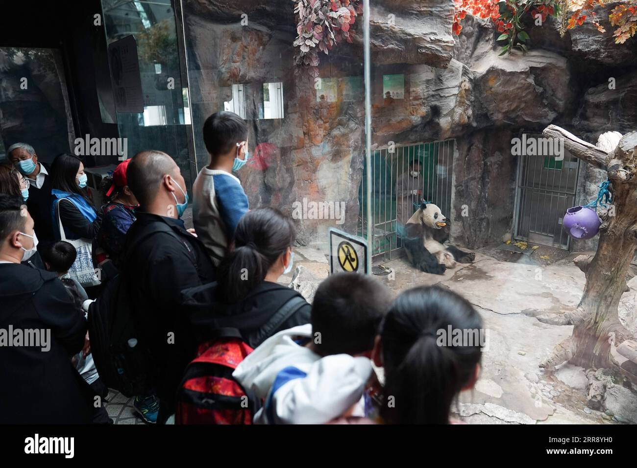 210521 -- BEIJING, May 21, 2021 -- Visitors watch giant panda Meng Er at the giant panda pavilion of Beijing Zoo in Beijing, capital of China, April 21, 2021. Ma Tao, 51 years old, breeder of the giant panda pavilion of Beijing Zoo, has been a feeder of giant pandas for 32 years. Every day, before working, Ma observes the condition of giant pandas and adjusts food recipe for them. Over the past years, Ma has fed about 20 giant pandas, with whom he also developed deep emotions. Nowadays he can quickly judge the health condition of the animal with methods he explored and concluded. He also teach Stock Photo