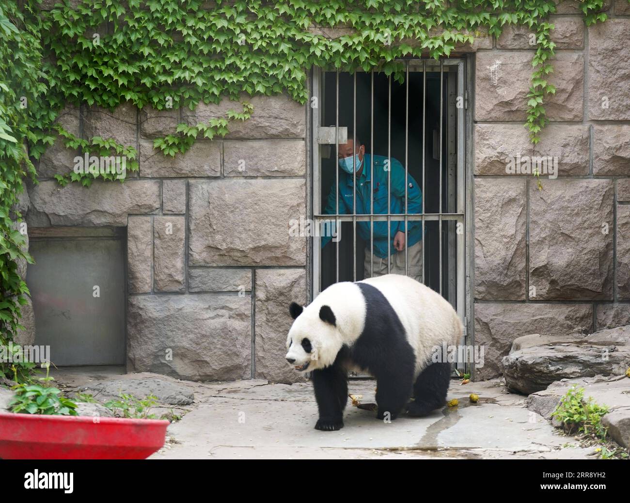 210521 -- BEIJING, May 21, 2021 -- Ma Tao releases giant panda Meng Meng to the open-air ground after preparing food at the giant panda pavilion of Beijing Zoo in Beijing, capital of China, April 21, 2021. Ma Tao, 51 years old, breeder of the giant panda pavilion of Beijing Zoo, has been a feeder of giant pandas for 32 years. Every day, before working, Ma observes the condition of giant pandas and adjusts food recipe for them. Over the past years, Ma has fed about 20 giant pandas, with whom he also developed deep emotions. Nowadays he can quickly judge the health condition of the animal with m Stock Photo