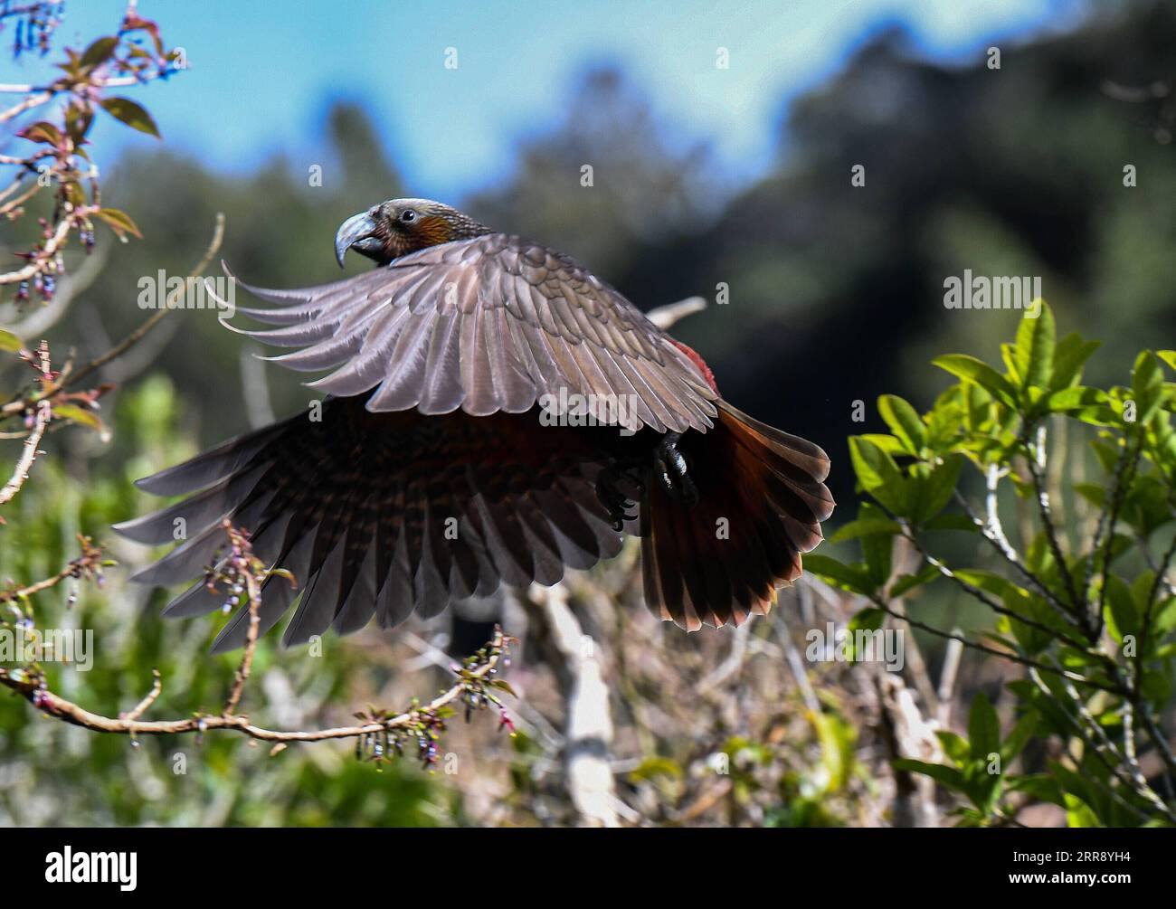 210521 -- WELLINGTON, May 21, 2021 -- File photo taken on Sept. 9, 2020 shows a kaka, a native bird to New Zealand at Zealandia Eco-sanctuary in Wellington, New Zealand. In the 1990s, kaka, a native bird to New Zealand, was considered nearly extinct in the main islands of the country. However, Zealandia Eco-sanctuary witnessed more than 1,000 kaka chicks tagged in the past 20 years due to conservation efforts of a re-introduction program. TO GO WITH Feature: Zealandia, once a deserted dam in New Zealand, now an asylum for native birds  NEW ZEALAND-WELLINGTON-ZEALANDIA-BIRDS ASYLUM GuoxLei PUBL Stock Photo