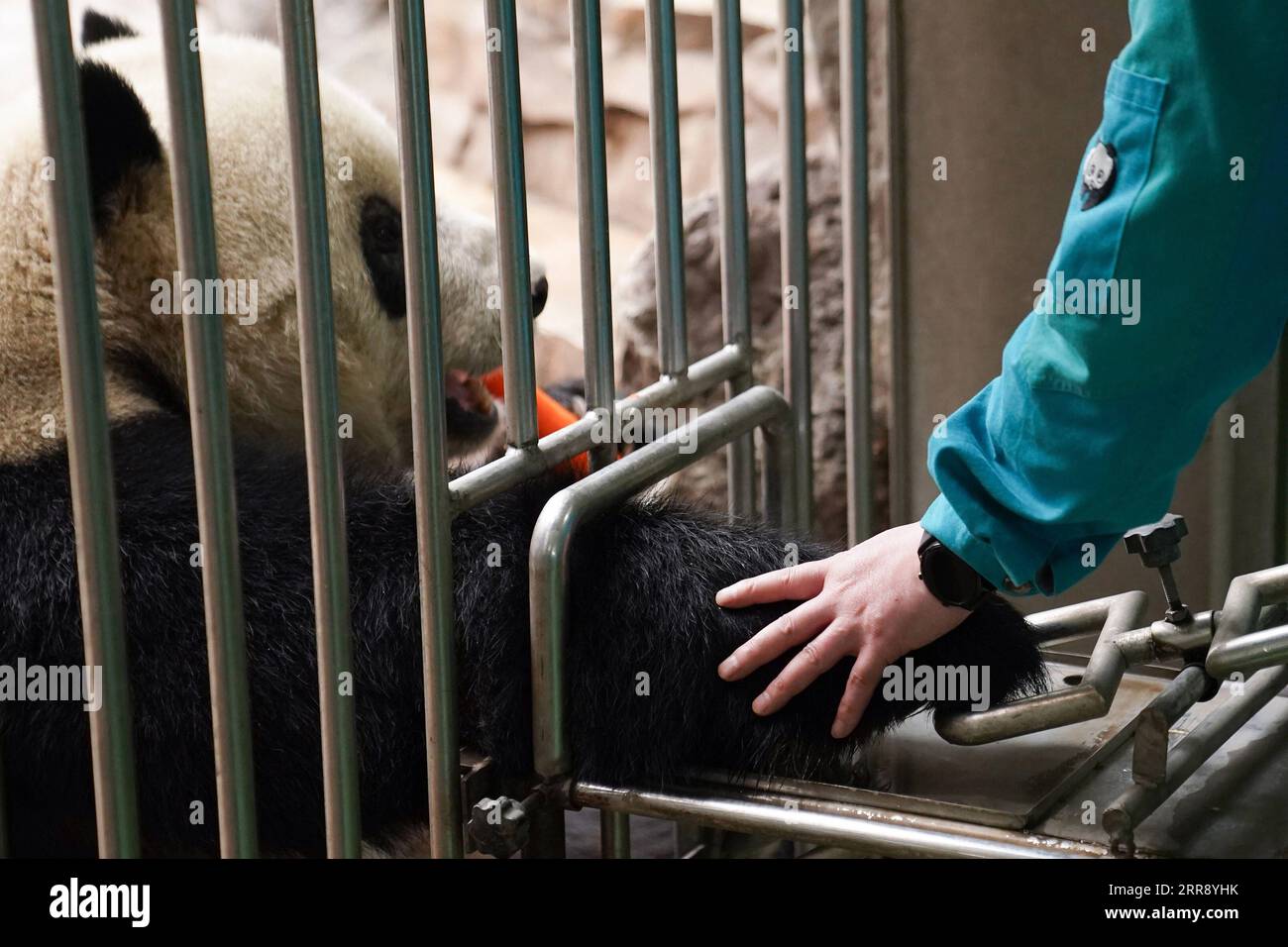 210521 -- BEIJING, May 21, 2021 -- Ma Tao trains giant panda Meng Er at the giant panda pavilion of Beijing Zoo in Beijing, capital of China, April 21, 2021. Ma Tao, 51 years old, breeder of the giant panda pavilion of Beijing Zoo, has been a feeder of giant pandas for 32 years. Every day, before working, Ma observes the condition of giant pandas and adjusts food recipe for them. Over the past years, Ma has fed about 20 giant pandas, with whom he also developed deep emotions. Nowadays he can quickly judge the health condition of the animal with methods he explored and concluded. He also teache Stock Photo