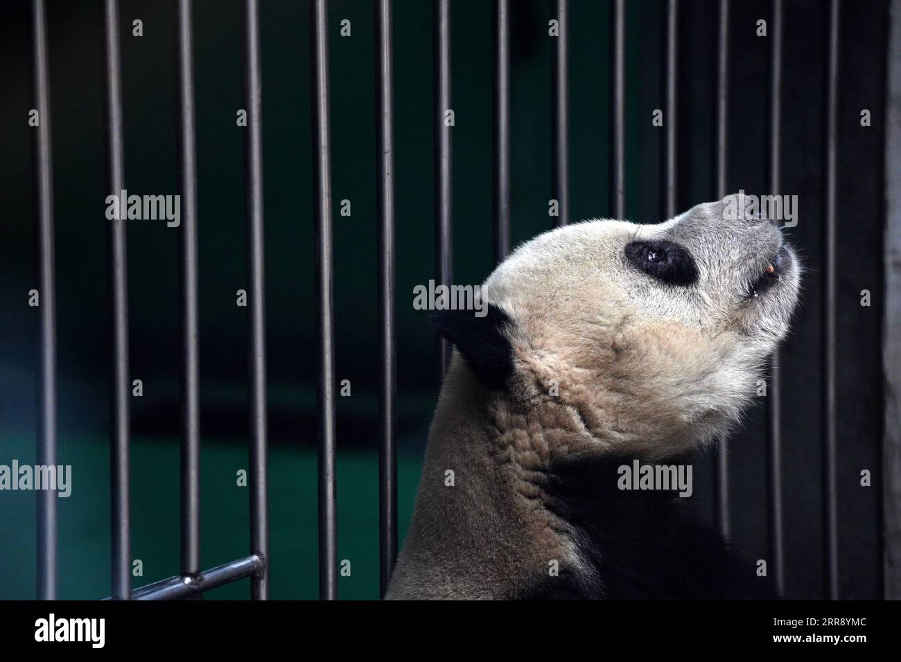 210521 -- BEIJING, May 21, 2021 -- Giant panda Meng Er is seen at the giant panda pavilion of Beijing Zoo in Beijing, capital of China, April 21, 2021. Ma Tao, 51 years old, breeder of the giant panda pavilion of Beijing Zoo, has been a feeder of giant pandas for 32 years. Every day, before working, Ma observes the condition of giant pandas and adjusts food recipe for them. Over the past years, Ma has fed about 20 giant pandas, with whom he also developed deep emotions. Nowadays he can quickly judge the health condition of the animal with methods he explored and concluded. He also teaches youn Stock Photo