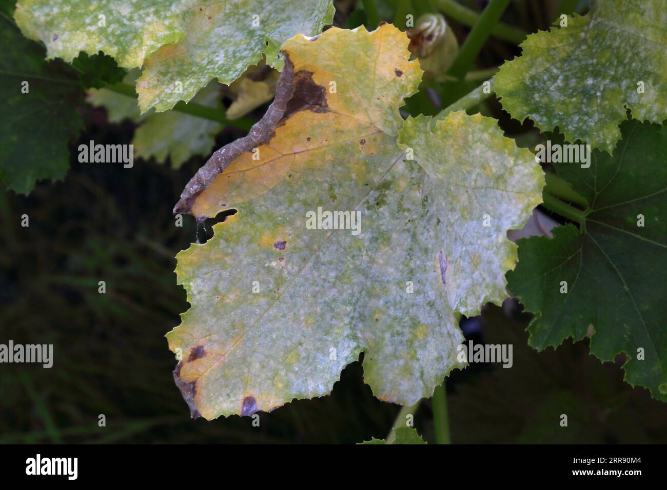 Powdery Mildew on Courgette Leaves a Common Fungal Disease Stock Photo