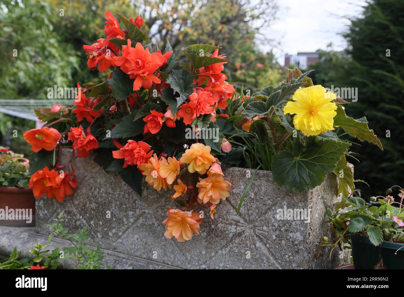 Red, Orange and Yellow Begonias Growing in Stone Planter In Summer Surrey England Stock Photo
