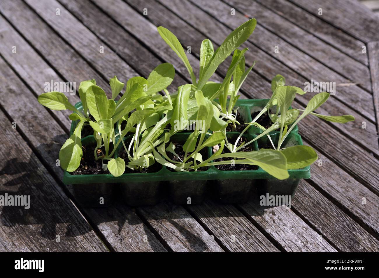 Lettuce Growing in Modules Stock Photo