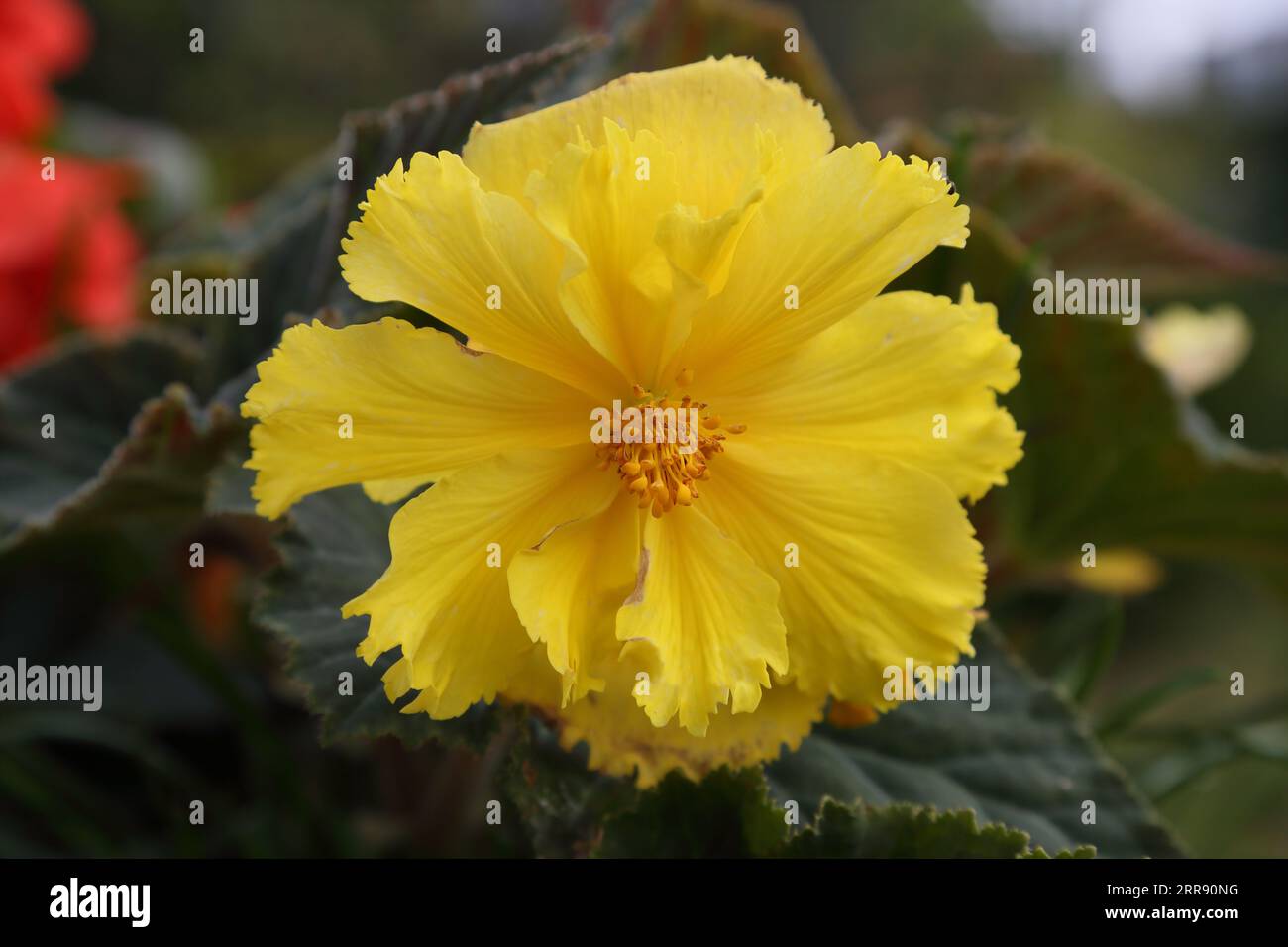 Close Up of Yellow Begonias Growing in Summertime Stock Photo