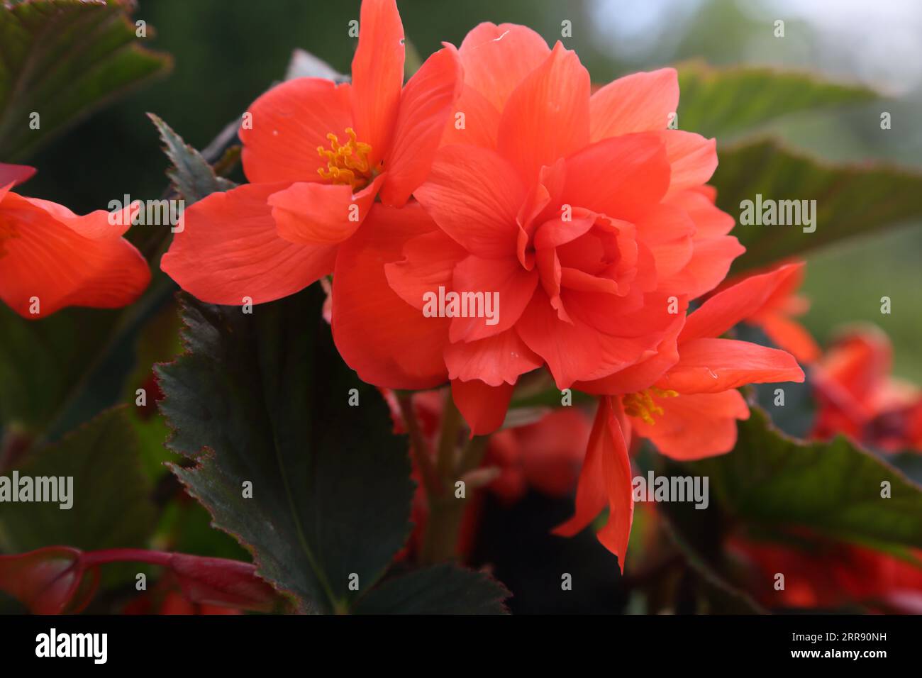 Close Up of Red Begonias Growing in Summertime Stock Photo