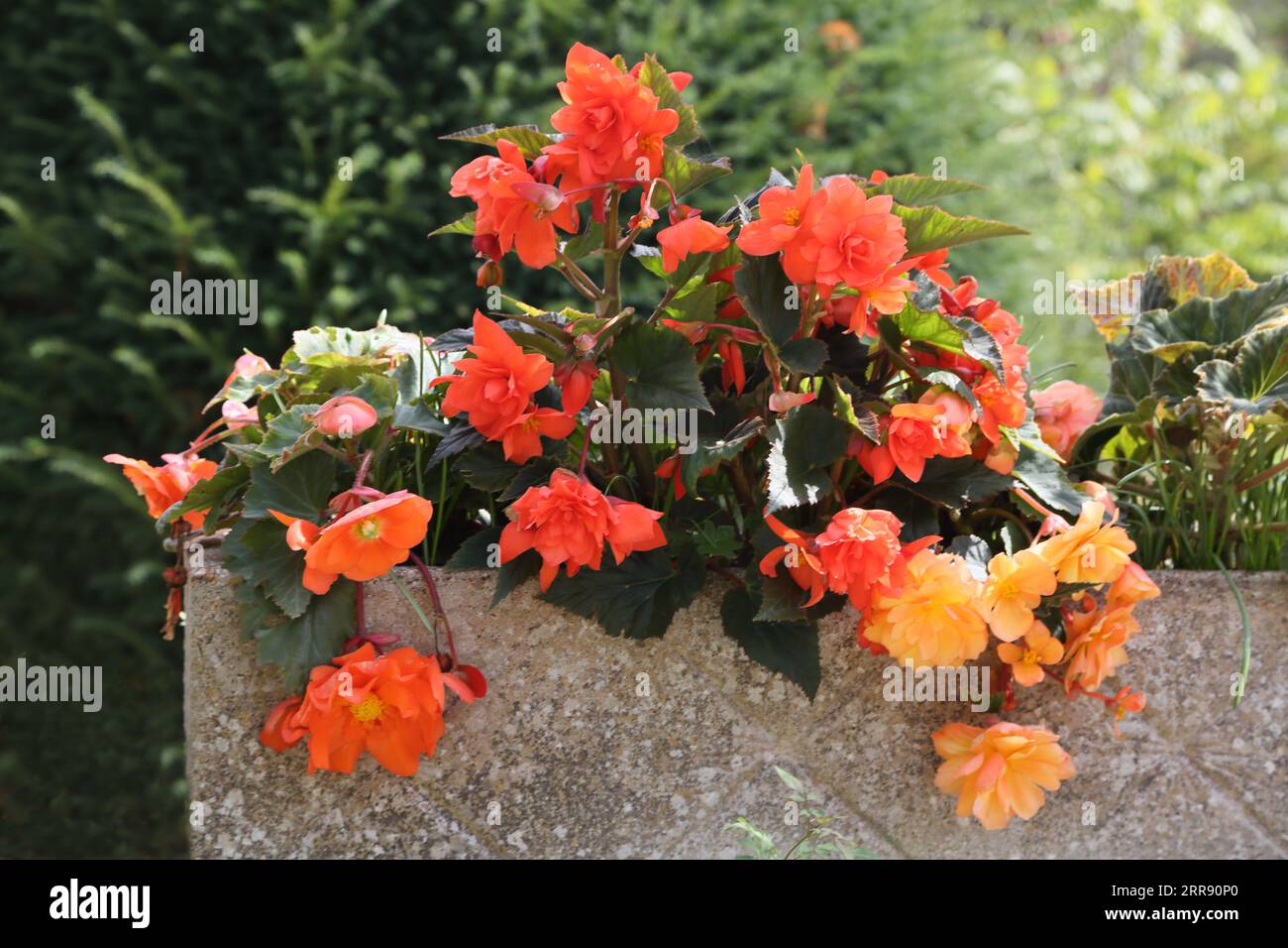 Red and Orange Begonias Growing in Stone Planter In Summer Surrey England Stock Photo