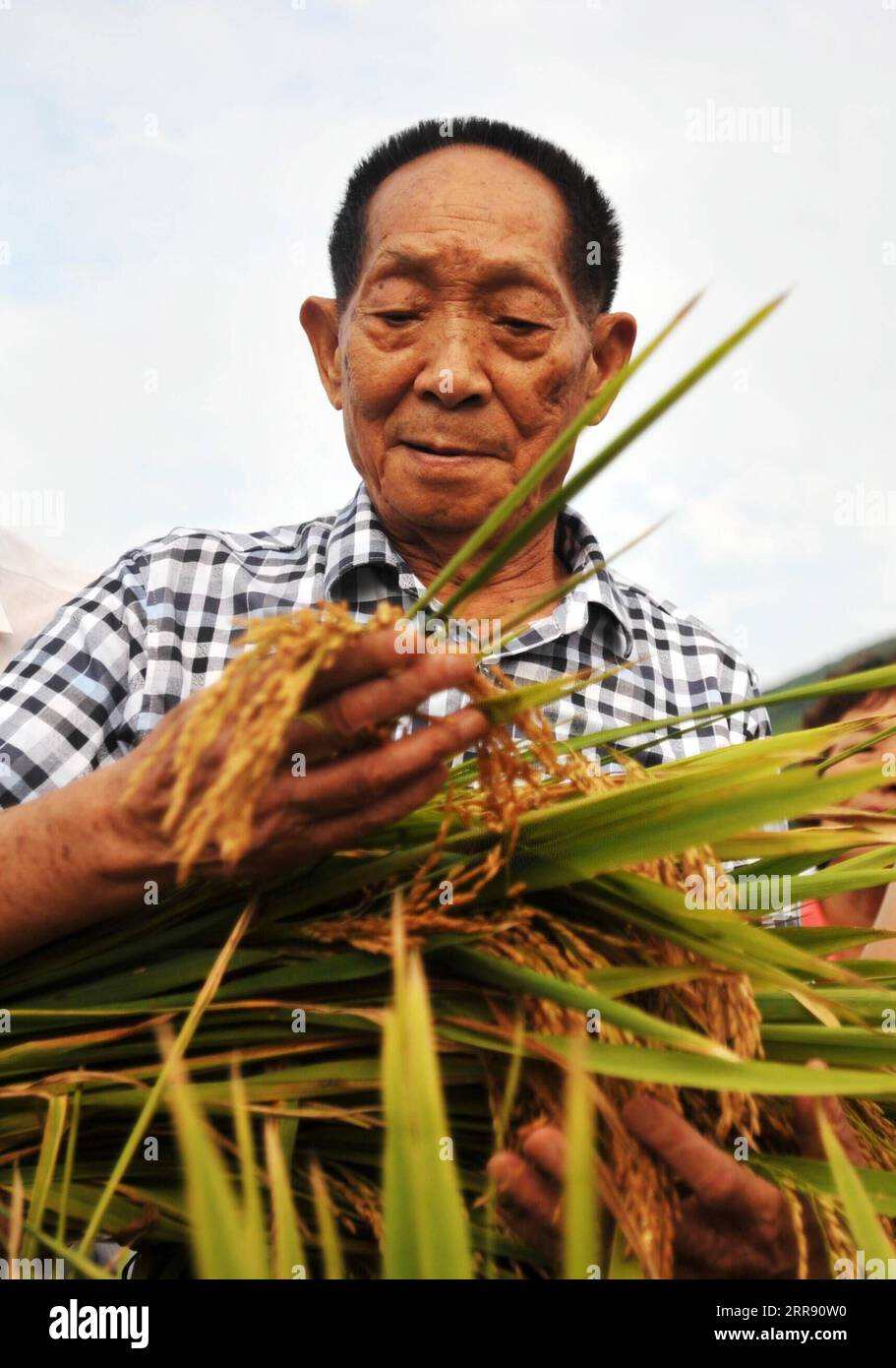 Chinese Rice Strains 2021 file photo hi-res stock photography and images - Alamy