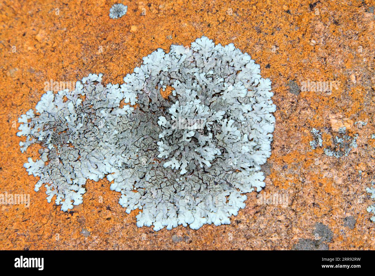 Microscopic lichen hi-res stock photography and images - Alamy