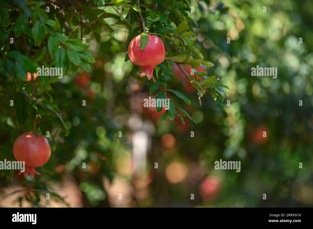 (230907) -- YESUD HAMA'ALA, Sept. 7, 2023 (Xinhua) -- This photo taken on Sept. 6, 2023 shows the pomegranates at a field in the village of Yesud HaMa'ala, northern Israel. (Ayal Margolin/JINI via Xinhua) Stock Photo