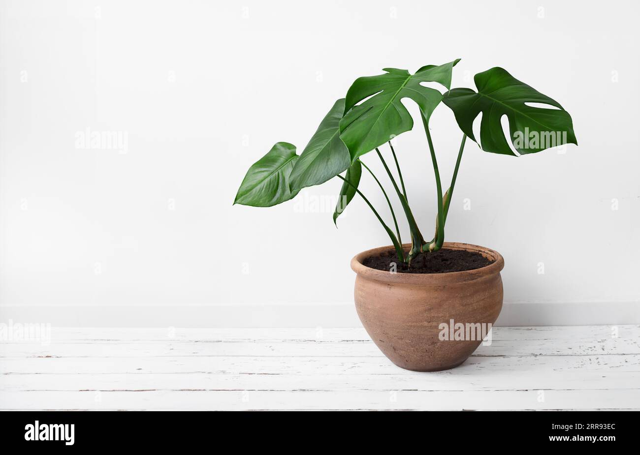 Monstera deliciosa or Swiss Cheese Plant in a clay pot on a white background, home gardening and connecting with nature, with copy space Stock Photo