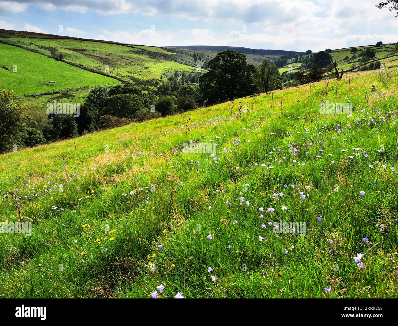 Harebell wildflowers in bloom on a hillside near Haworth West Yorkshire England Stock Photo