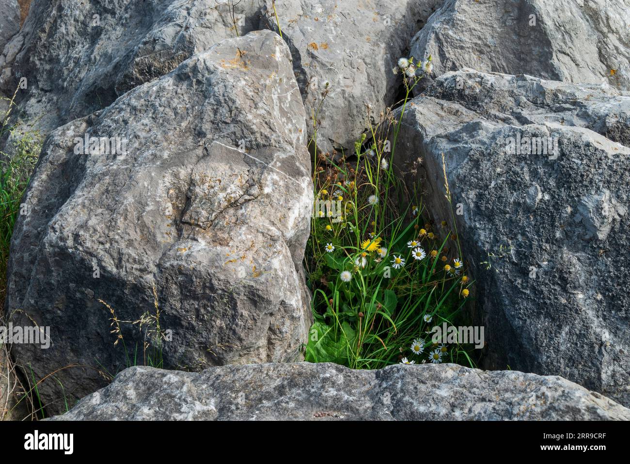 Flowers struggle to exist inbetween the boulders on the seashore. Stock Photo