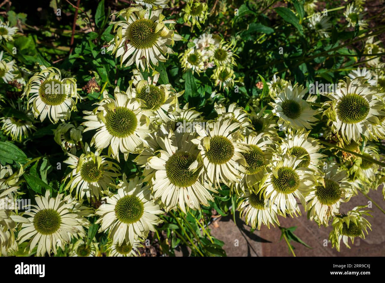 Echinacea Coneflower flowers. Stock Photo