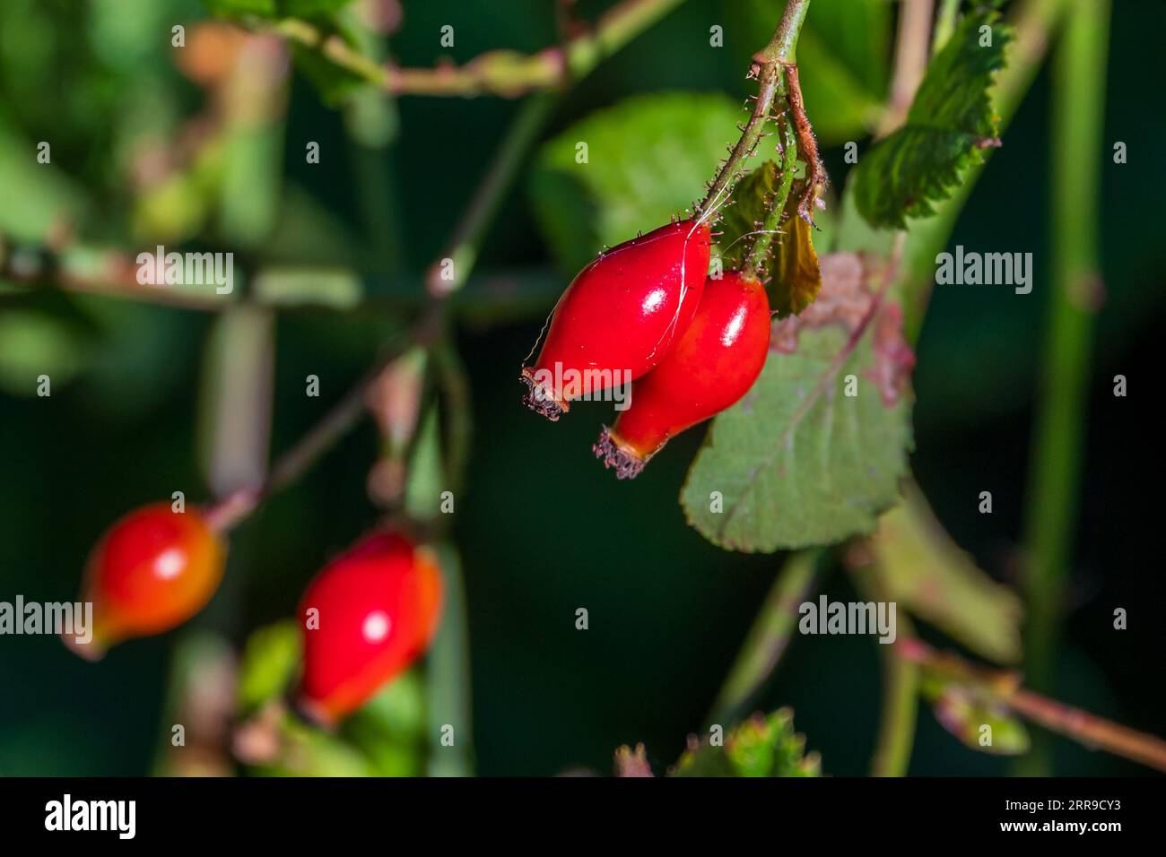 Rose hips or rose haw and rose hep fruit of a rose plant. Stock Photo